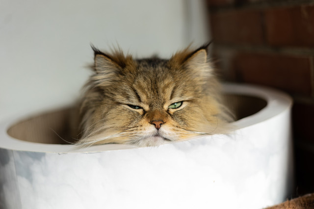 crowncat4020139_TP_V.jpg